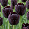 Schwarze Tulpe – Tulipa – 140 Stück