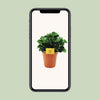 Zwergpfeffer ‚Burning Bush' – Peperomia – Ansicht 4
