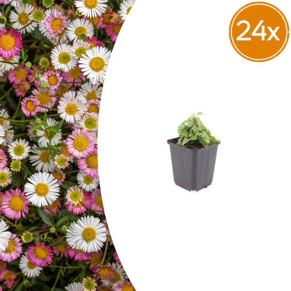 Spanisches Gänseblümchen – Erigeron karvinskianus