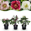Lenzrose ‚Double Tricolour' – Helleborus orientalis