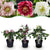 Lenzrose ‚Double Tricolour' – Helleborus orientalis