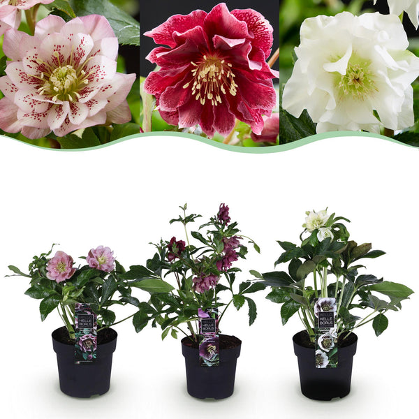 Lenzrose ‚Double Tricolour' – Helleborus orientalis