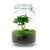 Flaschengarten-Set „Coffea“ – Kaffeepflanze im Glas