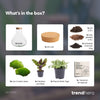 Flaschengarten-Set „Sammie" – DIY-Terrarium mit Calathea