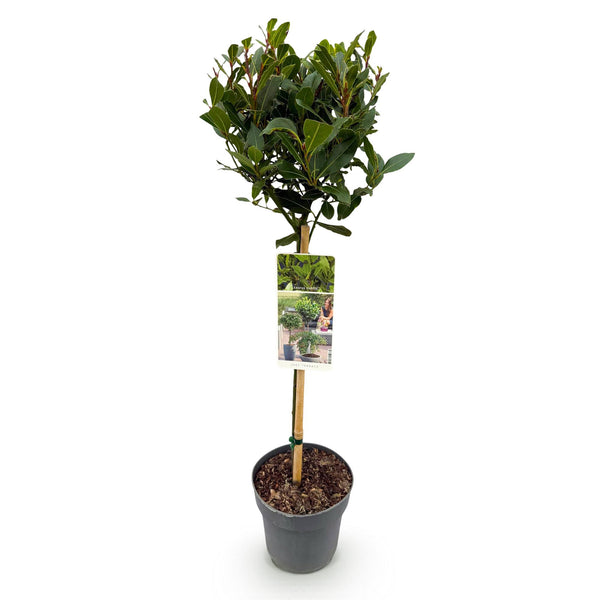 Lorbeer Stämmchen – Laurus nobilis – Ansicht 2