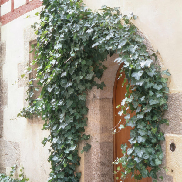 Efeu ‚Glacier' – Hedera helix – Ansicht 6