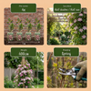 Bergwaldrebe ‚Marjorie' – Clematis montana – Ansicht 5