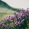 Frühblühender Thymian ‚Purple Beauty' – Thymus praecox – Ansicht 7