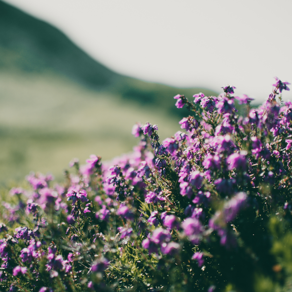 Frühblühender Thymian ‚Purple Beauty' – Thymus praecox – Ansicht 7