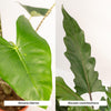 Alocasia-Set „Duo Zebrina & Lauterbachiana" – Alocasia zebrina und Alocasia lauterbachiana – Ansicht 3
