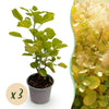 Perückenstrauch ‚Golden Spirit' – Cotinus coggygria
