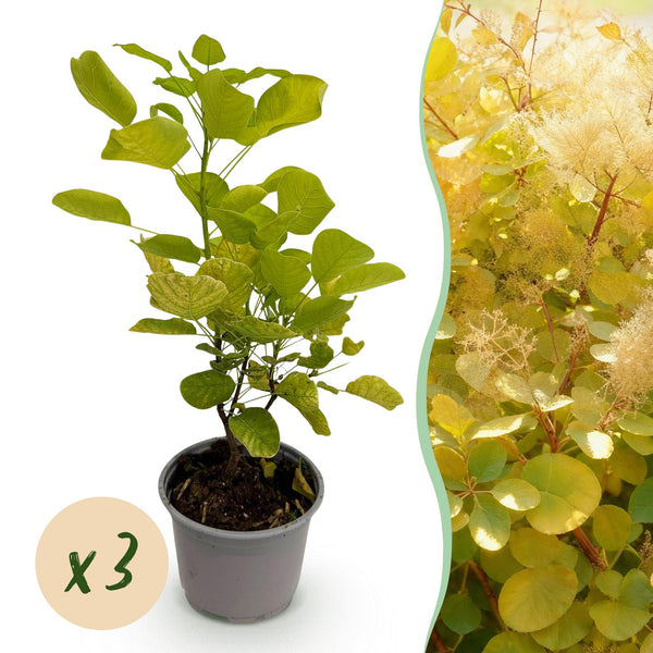 Perückenstrauch ‚Golden Spirit' – Cotinus coggygria