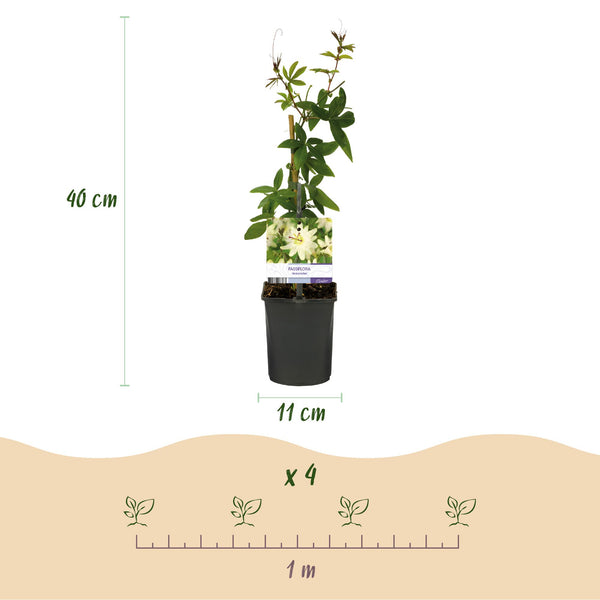 Passionsblume ‚Avalanche' – Passiflora – Ansicht 3