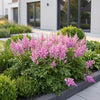 Chinesische Prachtspiere ‚Pumila' – Astilbe chinensis – Ansicht 6