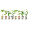 Obst-Set „Regenbogen" – Rote Johannisbeere, Gelbe Himbeere, Schwarze Brombeere, Heidelbeere – Ansicht 2