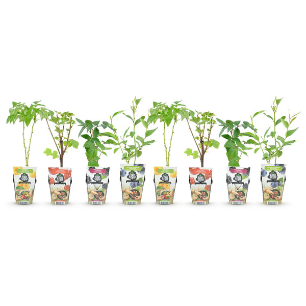 Obst-Set „Regenbogen" – Rote Johannisbeere, Gelbe Himbeere, Schwarze Brombeere, Heidelbeere – Ansicht 2