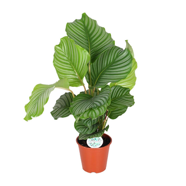 Calathea orbifolia