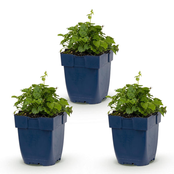 Hängepolster-Glockenblume ‚Lisduggan Variety' – Campanula poscharskyana