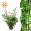 Schirmbambus ‚Pingwu' – Fargesia robusta