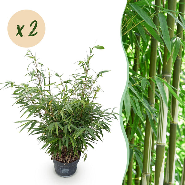 Schirmbambus ‚Pingwu' – Fargesia robusta