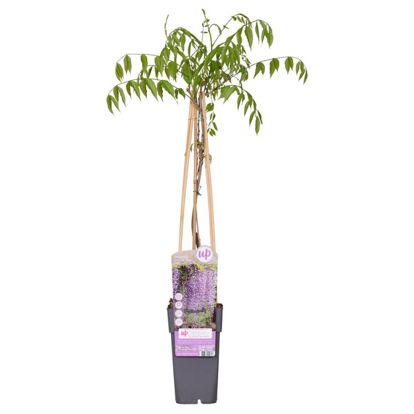 Blauregen ‚Naga Noda' – Wisteria floribunda – 1 Stück