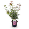 Japanischer Ahorn ‚Jerre Schwartz' – Acer palmatum – Ansicht 2