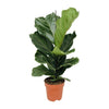 Geigenfeige – Ficus lyrata