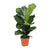 Geigenfeige – Ficus lyrata