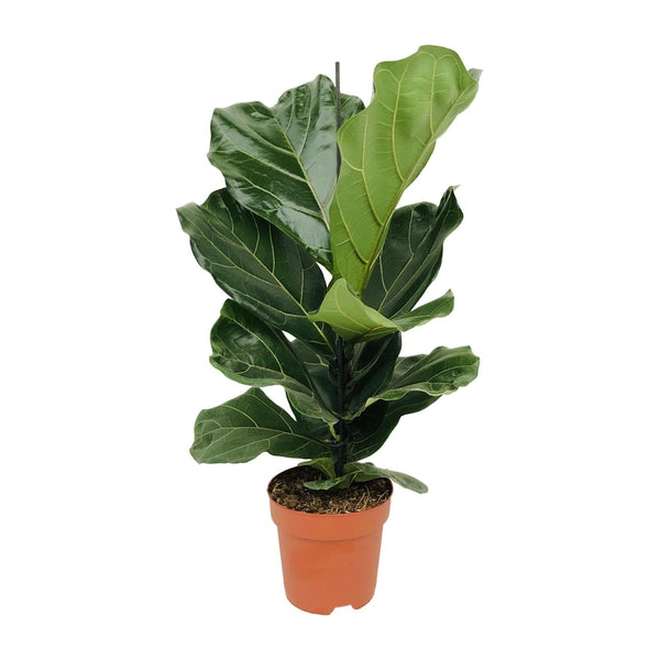 Geigenfeige – Ficus lyrata