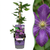 Waldrebe ‚Étoile Violette' – Clematis viticella – 1 Stück