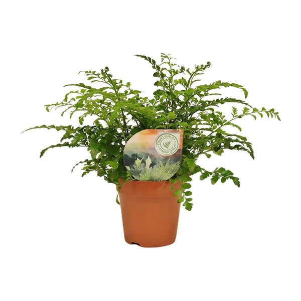 Nestfarn ‚Parvati' – Asplenium nidus
