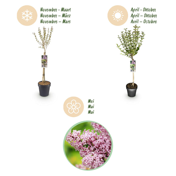 Zwergflieder ‚Palibin' – Syringa meyeri – Ansicht 9