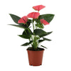 Flamingoblume ‚Sweet Dream' – Anthurium andraeanum – Ansicht 2