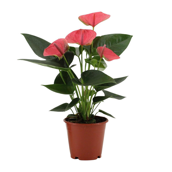 Flamingoblume ‚Sweet Dream' – Anthurium andraeanum – Ansicht 2