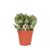 Starter-Set „Sukkulenten-Fensterbank“ – 5 Mini-Pflanzen mit Übertöpfen – im Set enthalten: Silberdollar-Pflanze – Crassula arborescens