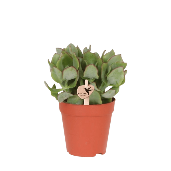Starter-Set „Sukkulenten-Fensterbank“ – 5 Mini-Pflanzen mit Übertöpfen – im Set enthalten: Silberdollar-Pflanze – Crassula arborescens