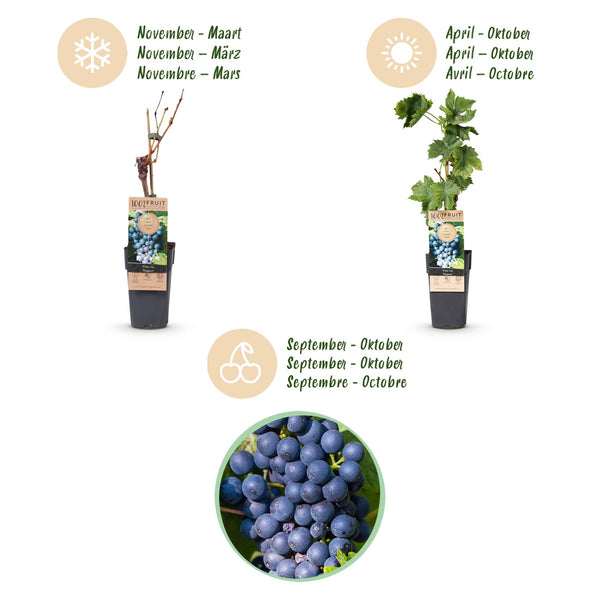 Weinrebe ‚Regent' – Vitis vinifera – Ansicht 4
