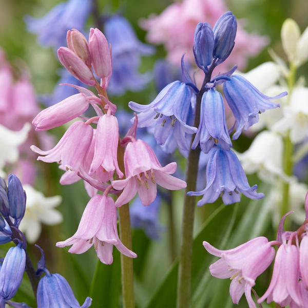 Spanisches Hasenglöckchen Mischung – Hyacinthoides hispanica