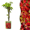Wilder Wein ‚Engelmannii' – Parthenocissus quinquefolia