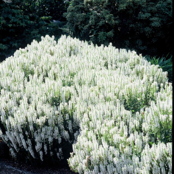 Steppensalbei ‚Schneehügel' – Salvia nemorosa – Ansicht 7