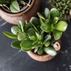 Geldbaum – Crassula ovata – Ansicht 5