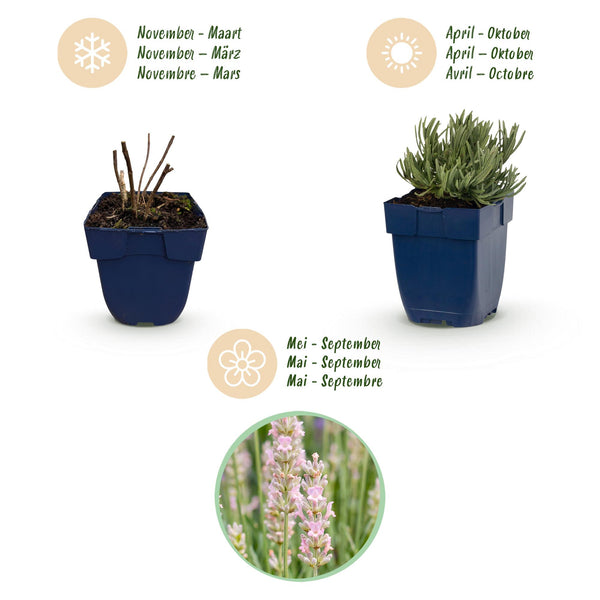 Lavendel ‚Rosea' – Lavandula angustifolia – Ansicht 4