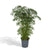 Fiederaralie – Polyscias fruticosa