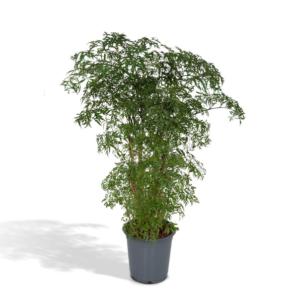 Fiederaralie – Polyscias fruticosa