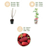 Taybeere – Rubus fruticosus × idaeus – Ansicht 9