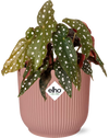 Forellenbegonie – Begonia maculata