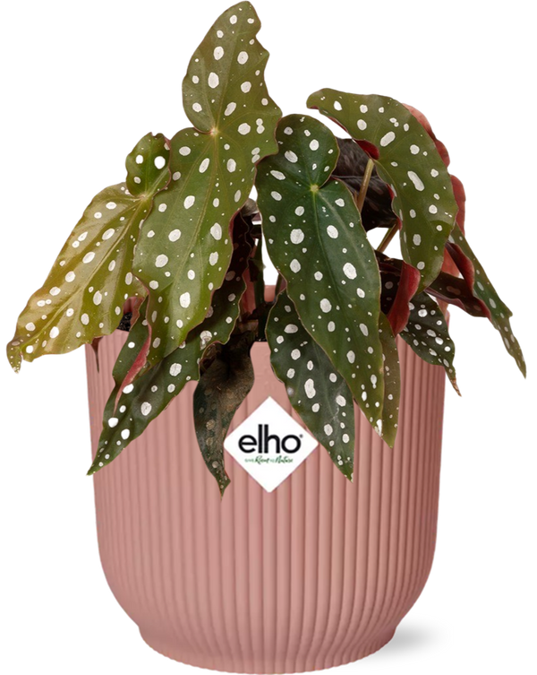 Forellenbegonie – Begonia maculata
