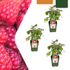 Himbeere – Rubus idaeus – 3 Stück