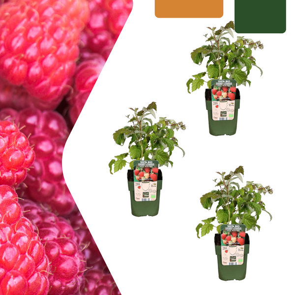 Himbeere – Rubus idaeus – 3 Stück