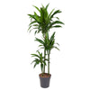 Drachenbaum ‚Janet Craig' – Dracaena fragrans – Ø 24 cm · 150 cm